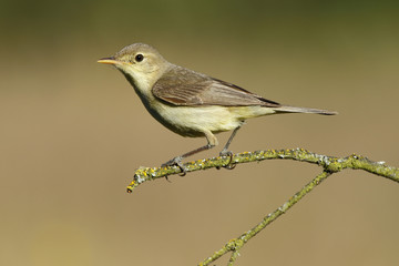 Melodious warbler (Hippolais polyglotta), perched on a branch