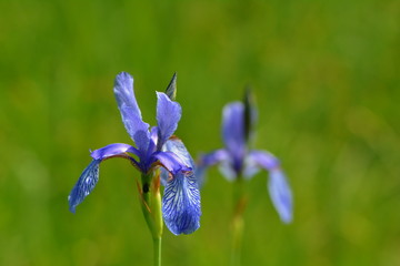 Wilde Iris