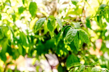 Obraz premium fresh condition and green leaves on green background