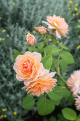 オレンジ色のバラ