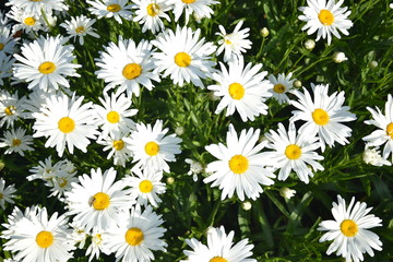 Blossoming white ox-eye-daisies in the garden. Springtime