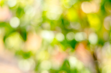 fresh condition and blur green leaves on green background