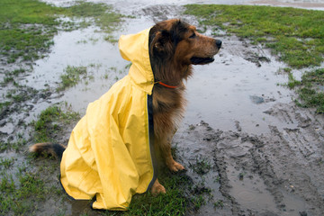 Hund im Regenmantel sitzt im Schlamm