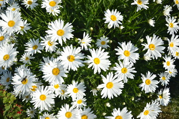Blossoming white ox-eye-daisies in the garden. Springtime