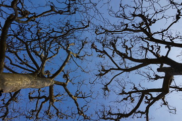 Arbre nu presque symétique