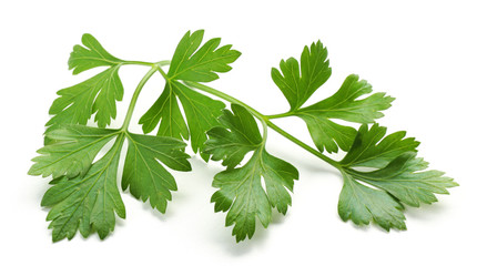 Fresh parsley isolated on white