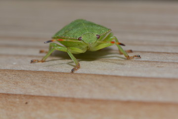Grüne Stinkwanze