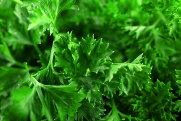 Fresh parsley closeup