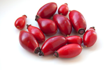 red rosehips eglantine