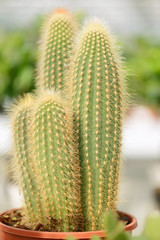 Cactus in    a flower pot