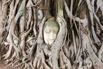 A damaged old Buddha head in tree growing roots in Ayuthya, Thailand