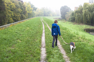 Primary school boy in blue coat walking his beagle dog on foggy morning on road running near forest with trees in bright autumn colors 