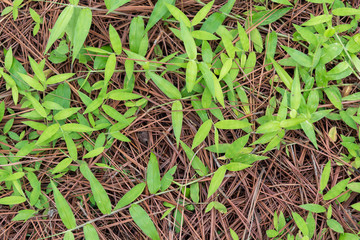 Dry pine leaves in the background.