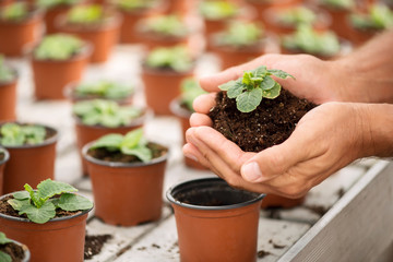 Professional florist working in the greenhouse 