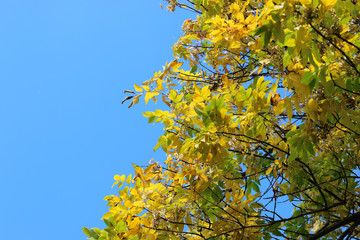 leaves on sky background