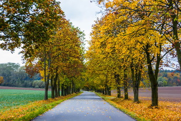 Autumn's road