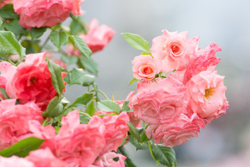 ピンク色のバラ