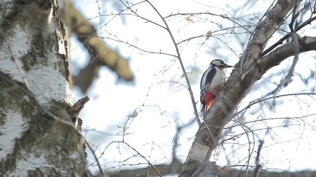 Bird woodpecker sits on a tree and turn his head around