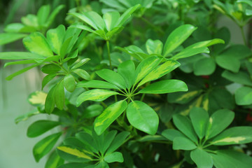 Fototapeta na wymiar Tropical Plants in greenhouse, close-up