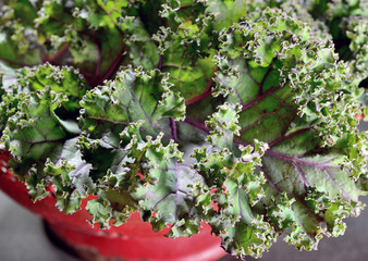 Kale in red colander - Powered by Adobe