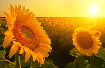 Sunflowers