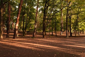 Autumn afternoon in the park