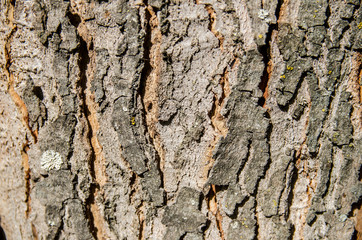 Wood Tree for Texture or Background