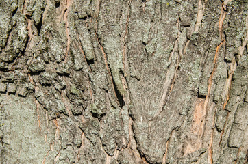 Wood Tree for Texture or Background
