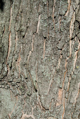 Wood Tree for Texture or Background