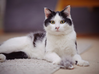 Naklejka na ściany i meble Black-and-white beautiful domestic cat