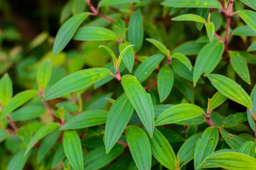 fresh and green leaves