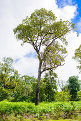 Phu Hin Rong Kla National Park, Phitsanulok Province