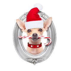 christmas dog as  santa claus