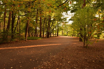 Autumn afternoon in the park