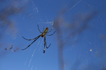巣を張るクモ