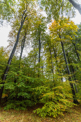 Fototapeta premium Küstenwald