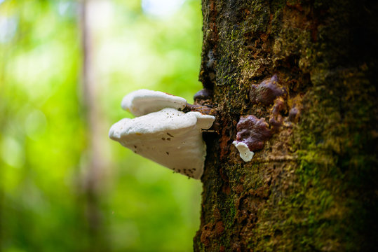 Mushrooms on a timber in nature