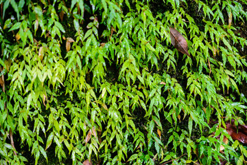 mos in rainforest