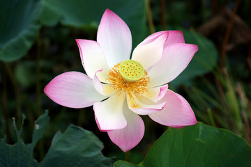 Fototapeta premium Blooming lotus flower in the park.