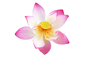 lotus on isolate white background.