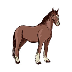 Doodle Horse
