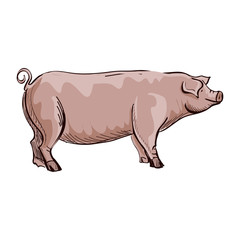 Doodle Pig