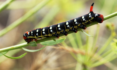 Colored Caterpillar 