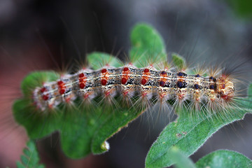 Colored Caterpillar 