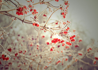 Red berries of viburnum with hoarfrost