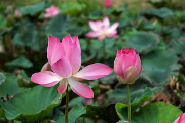 Blooming lotus flower in the park.