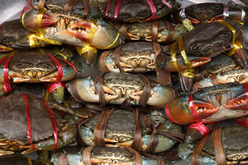 Serrated mud crab (Scylla serrata) tied and row display for sale