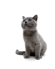 little kitten on white background looking up