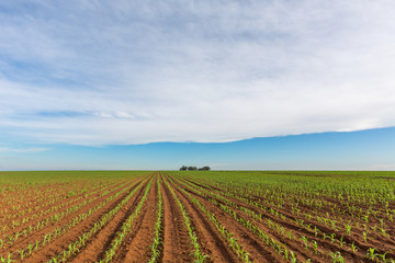 Fototapeta na wymiar Young maize