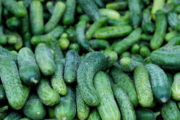 fresh cucumbers for sale